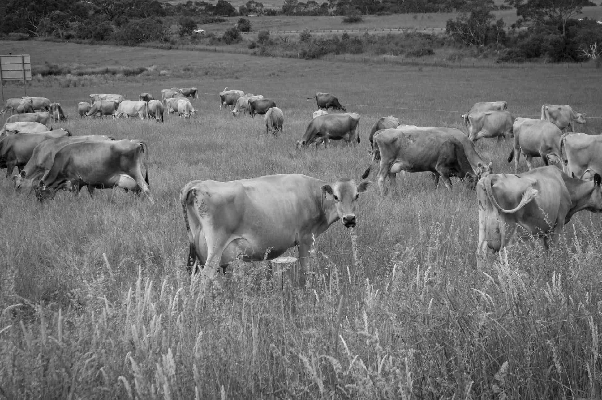 Jerseys grazing on a property in South Gippsland