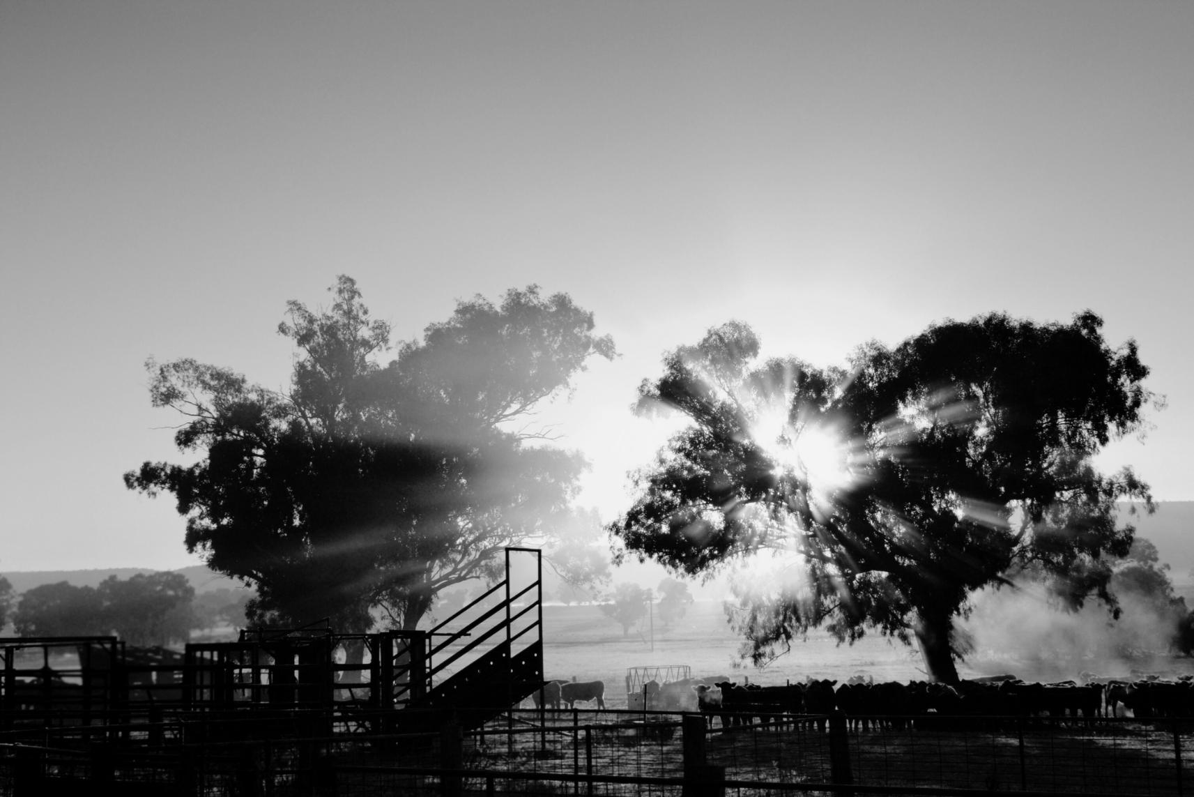 View of cattle yards at sunset